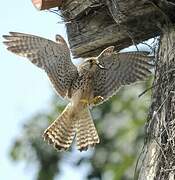 Common Kestrel