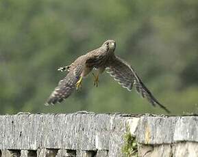 Faucon crécerelle