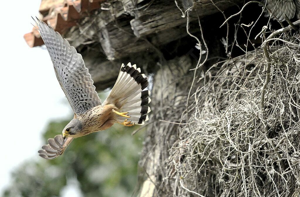 Common Kestrel male adult breeding