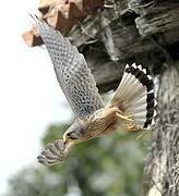 Common Kestrel