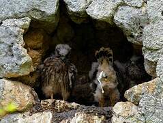 Common Kestrel