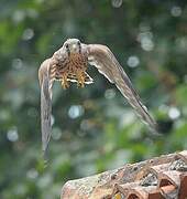 Common Kestrel