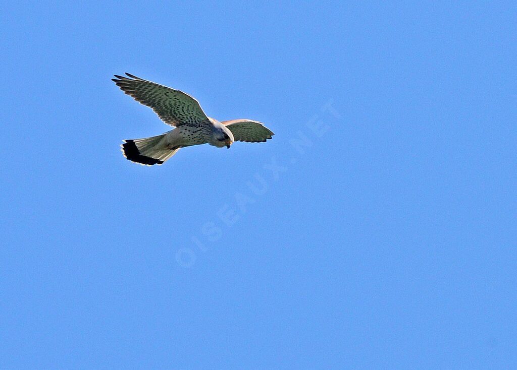 Common Kestrel male adult breeding