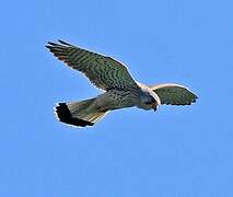 Common Kestrel