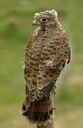 Common Kestrel