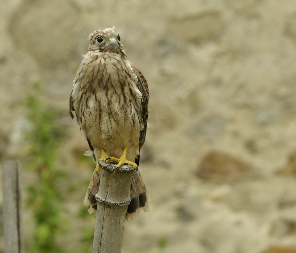 Common Kestrel male juvenile