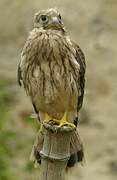 Common Kestrel