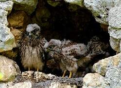 Common Kestrel