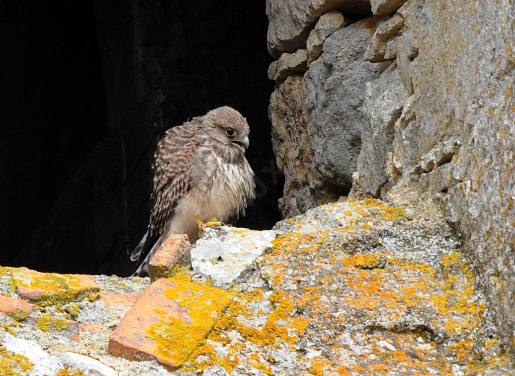 Common Kestrel