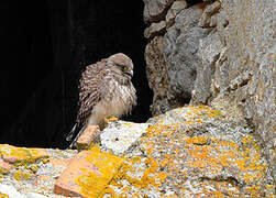 Common Kestrel