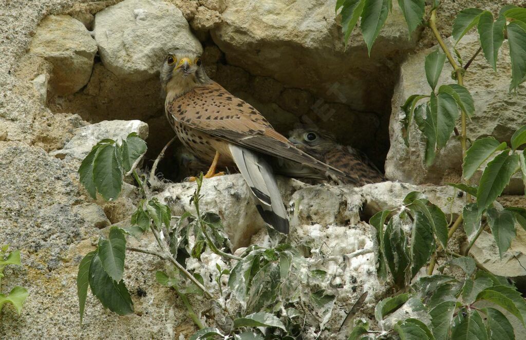 Common Kestrel male adult breeding