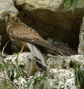 Common Kestrel