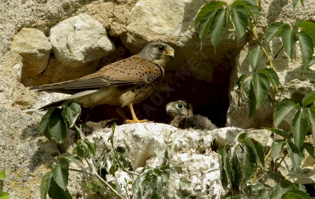 Common Kestrel male adult breeding