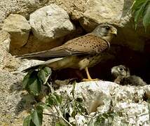 Common Kestrel