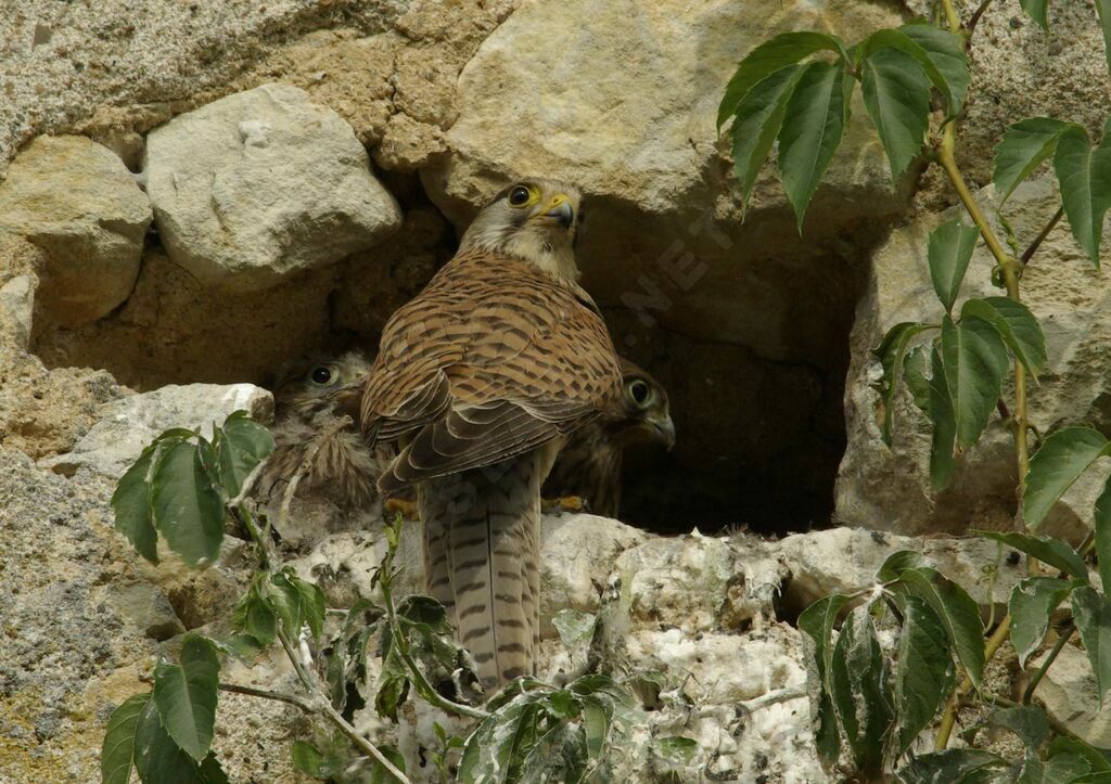 Common Kestrel female adult breeding