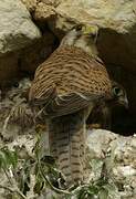 Common Kestrel