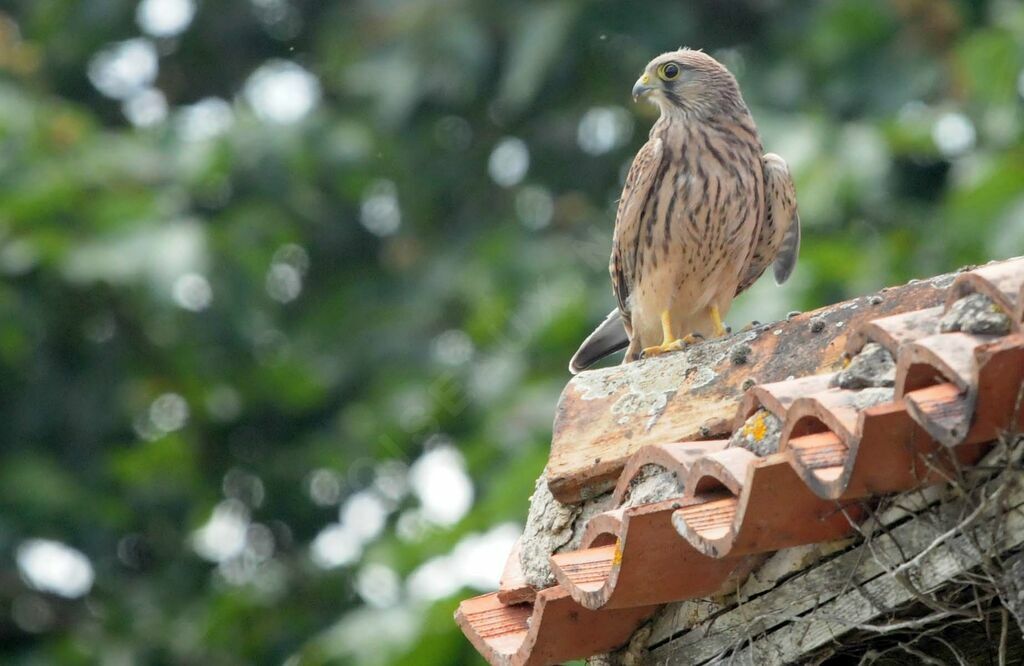 Common Kestrel female juvenile