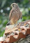 Common Kestrel