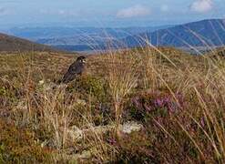 New Zealand Falcon