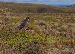 New Zealand Falcon