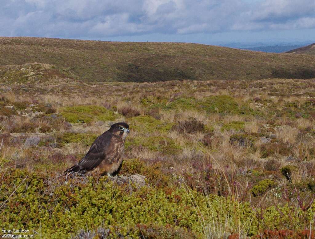 New Zealand Falcon