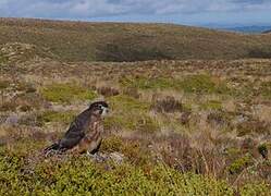 New Zealand Falcon