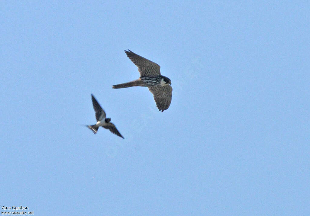 Eurasian Hobby female adult, fishing/hunting