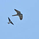Eurasian Hobby