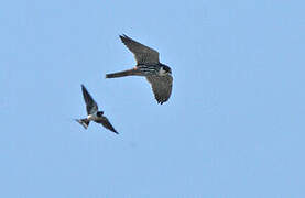 Eurasian Hobby