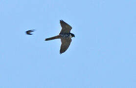 Eurasian Hobby