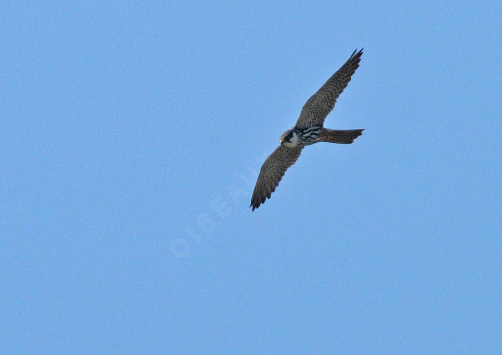 Eurasian Hobby female adult