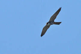 Eurasian Hobby