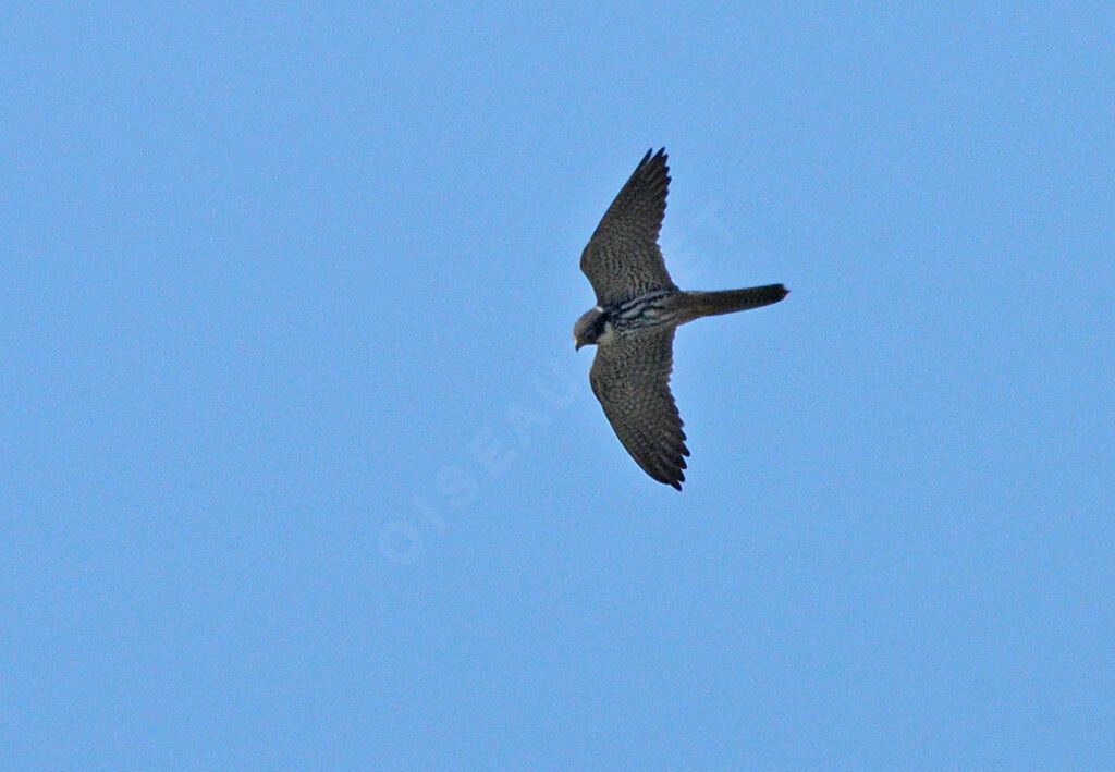 Eurasian Hobby female adult