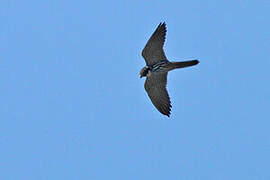 Eurasian Hobby