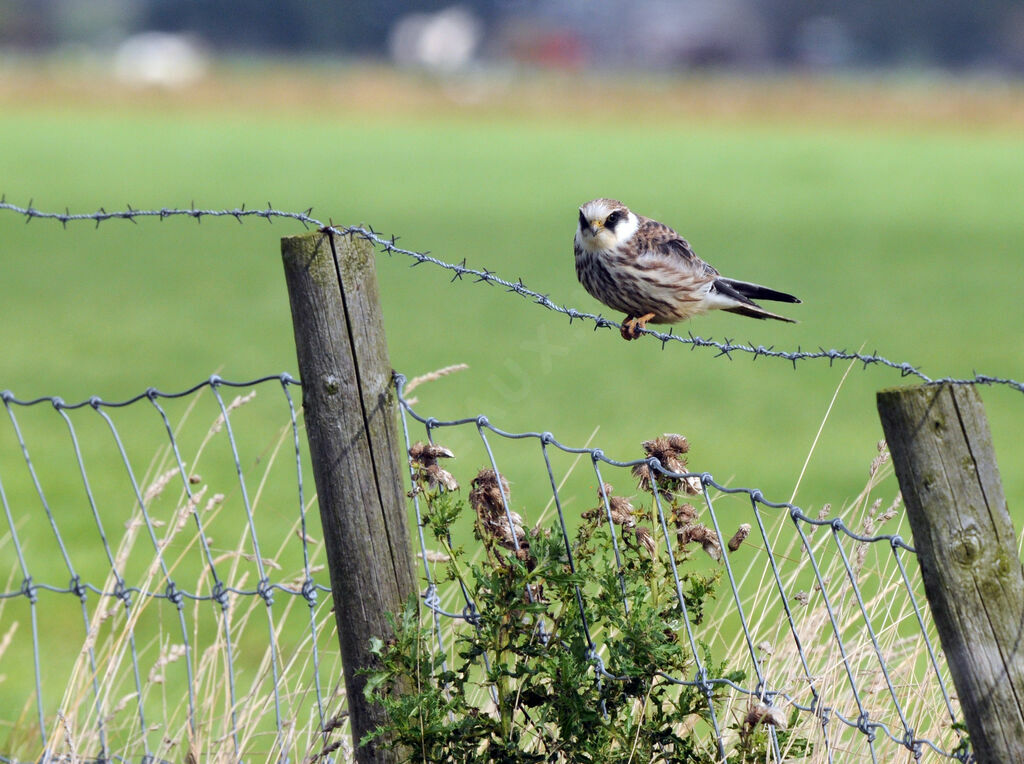 Red-footed Falconimmature