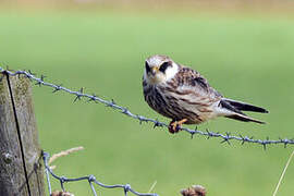 Red-footed Falcon