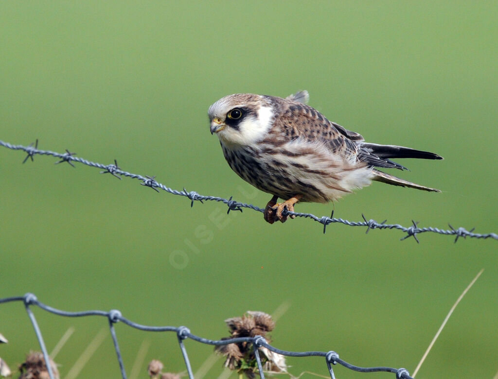 Red-footed Falconimmature