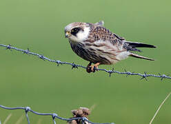 Red-footed Falcon