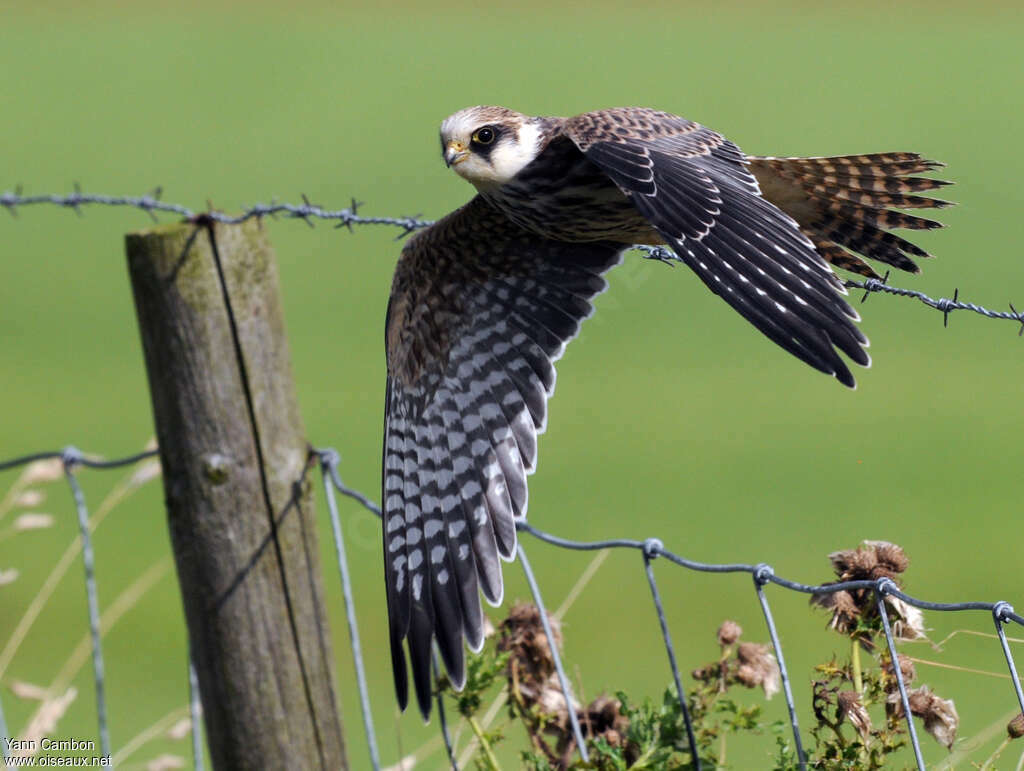 Red-footed FalconFirst year, pigmentation, Flight