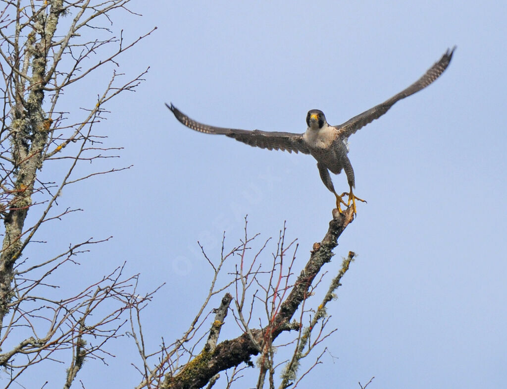 Peregrine Falcon