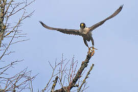 Peregrine Falcon