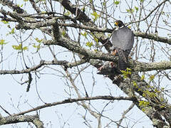 Peregrine Falcon