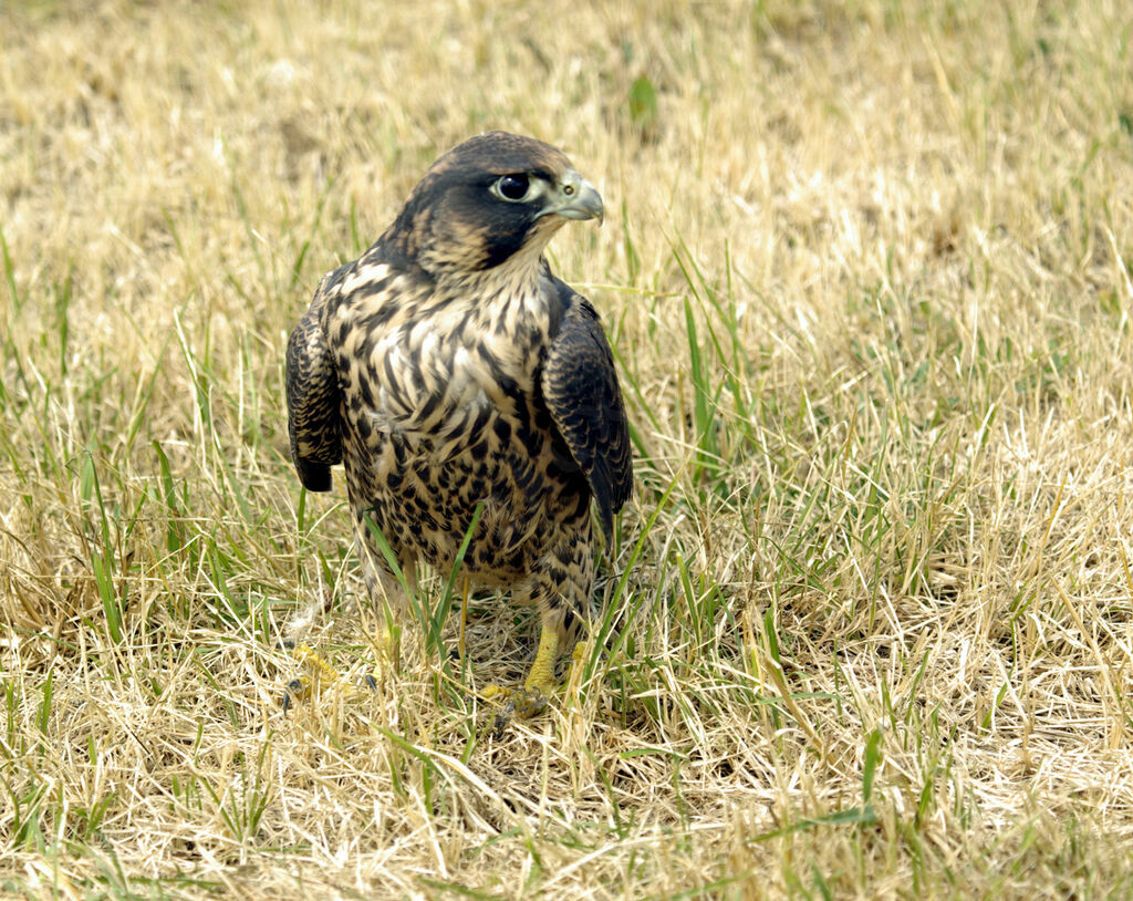 Faucon pèlerin femelle immature