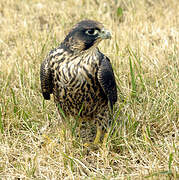 Peregrine Falcon