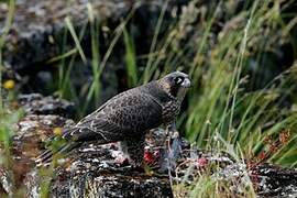 Peregrine Falcon