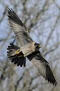 Peregrine Falcon