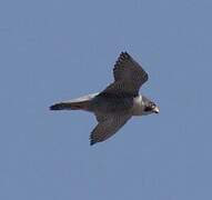 Peregrine Falcon