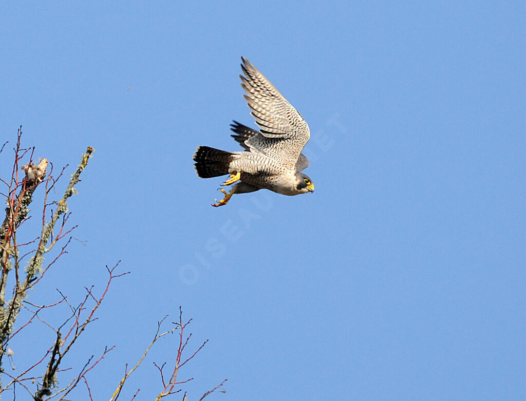 Peregrine Falcon male adult breeding