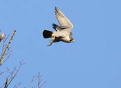 Peregrine Falcon