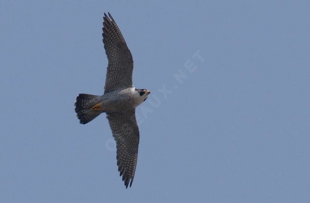 Peregrine Falcon